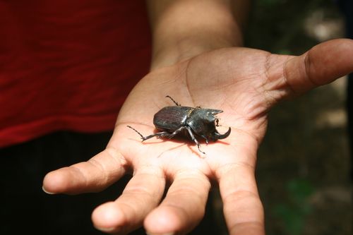 Free A rhinoceros beetle rests on an adult's hand in a natural outdoor setting. Stock Photo