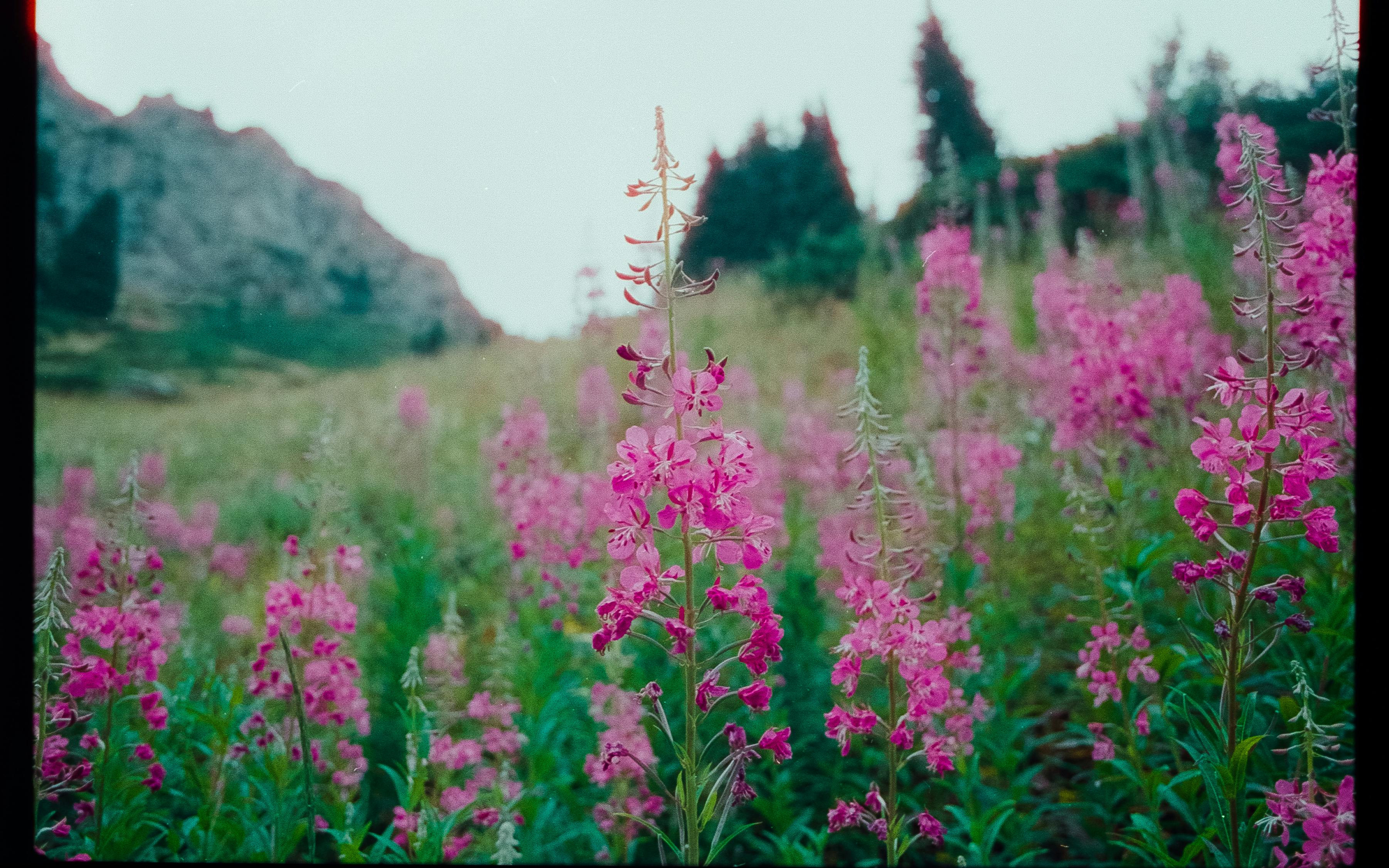 Field of pink wildflowers with mountain backdrop in Almaty, Kazakhstan.
