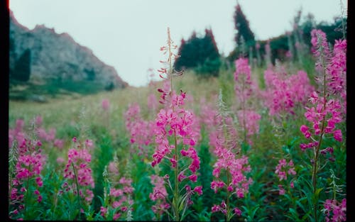 Бесплатное стоковое фото с 35 мм, ботанический, гора