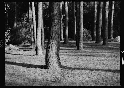 Free A Grayscale Photo of a Forest Stock Photo