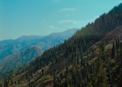 Kostenloses Stock Foto zu abhang, bäume, berge