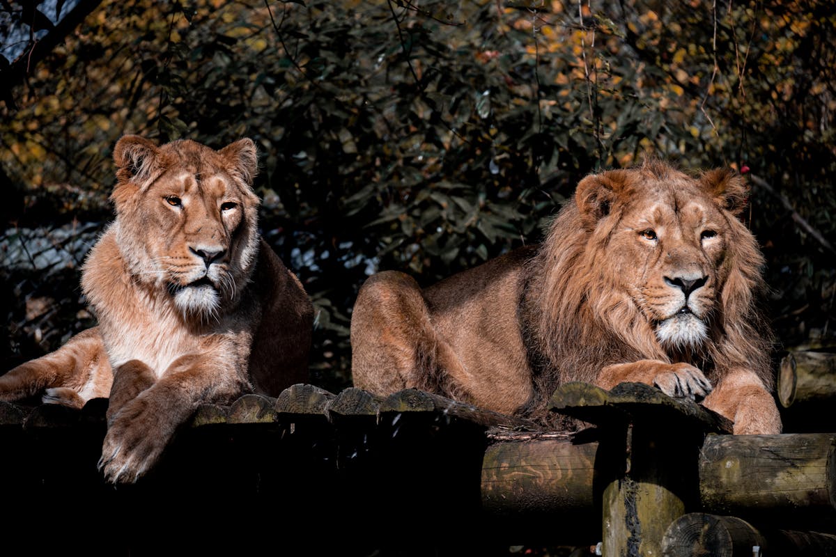 Lion and Lioness Lying on a Wooden Platform