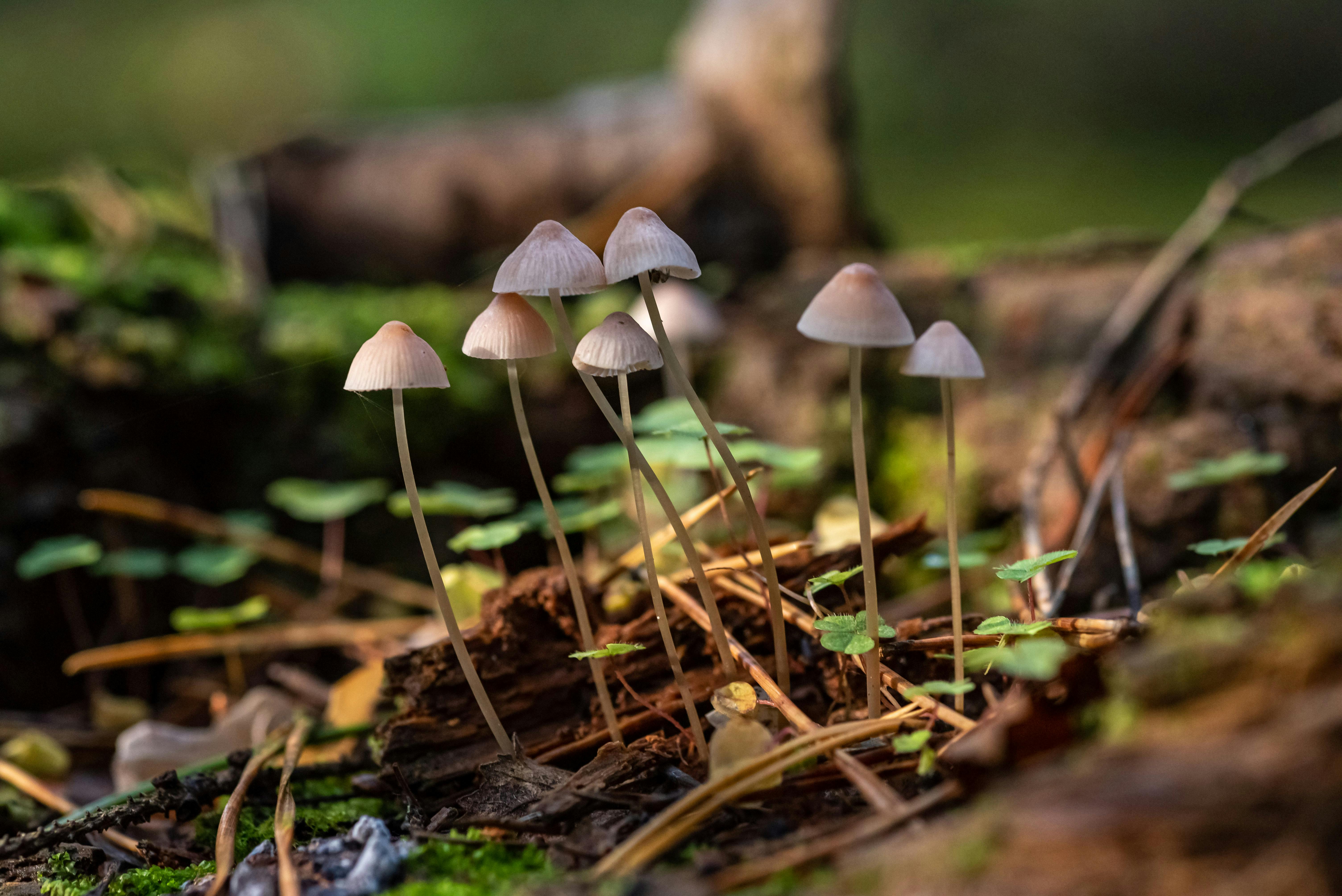 a close up shot of mushrooms