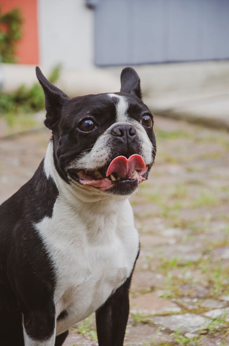 Portrait Of Bulldog