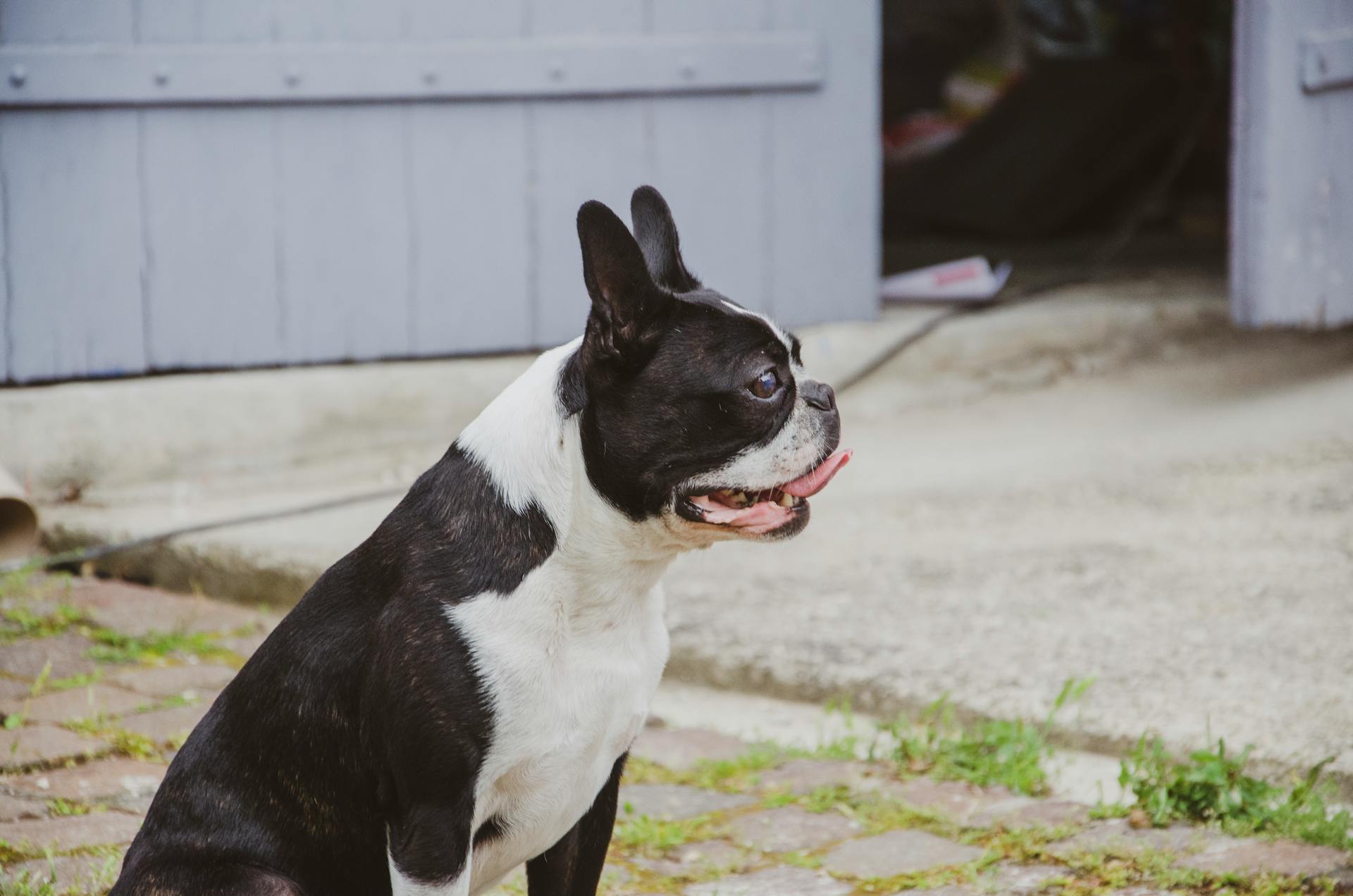 Side View Photography of Bulldog