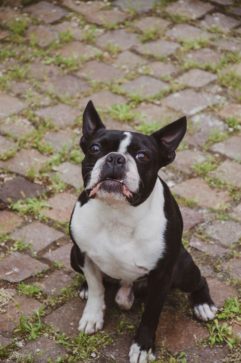 Jasper - photo 1
