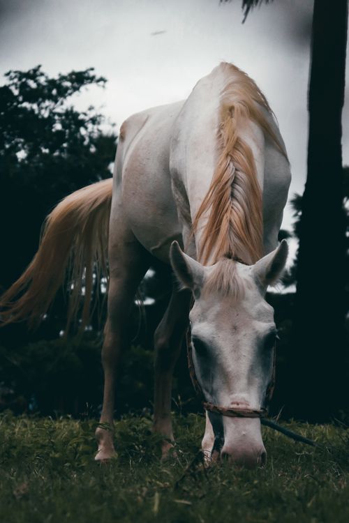 Free Graceful white horse grazing on grass in a serene outdoor setting, captured in a vertical shot. Stock Photo