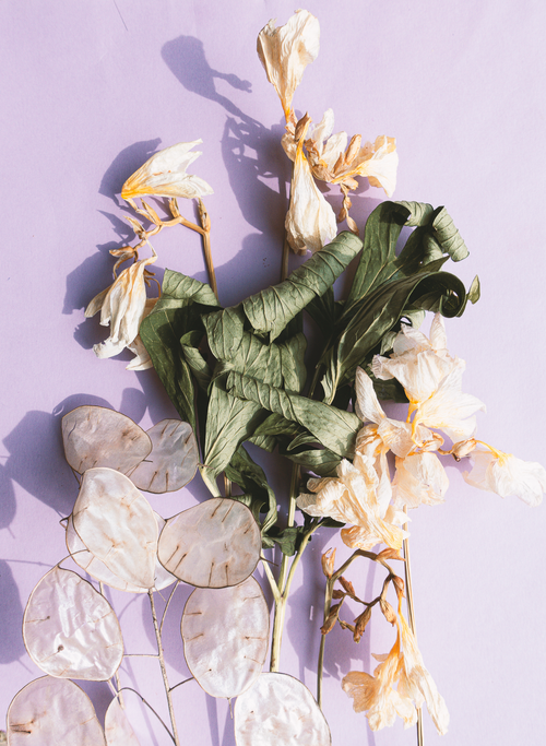 Free Aesthetic arrangement of wilted white flowers on a lavender background. Ideal for artistic or vintage-themed projects. Stock Photo
