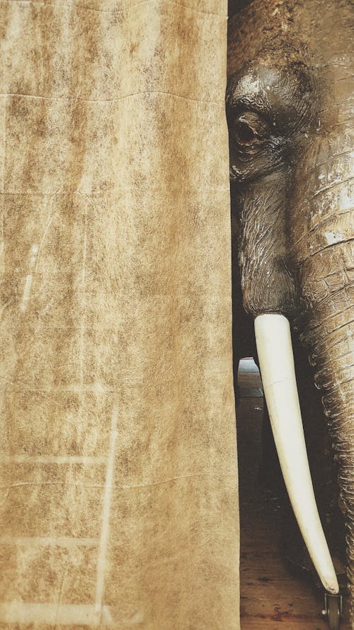 Close Up Shot of an Elephant