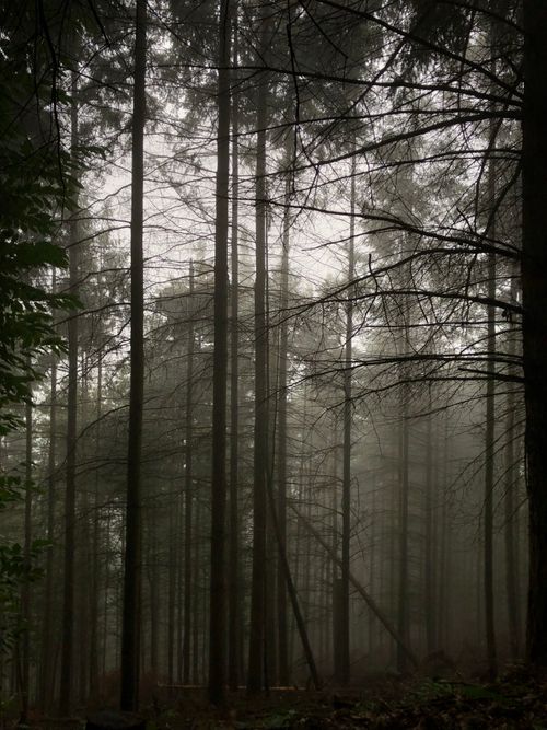 Free A serene foggy forest filled with tall trees, creating a tranquil and mysterious atmosphere. Stock Photo