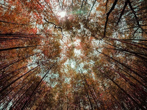 Fotobanka s bezplatnými fotkami na tému jeseň, lesy, podhľad
