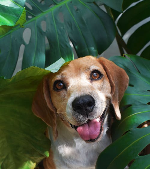 Brown and White Short Coated Dog on Green Leaves