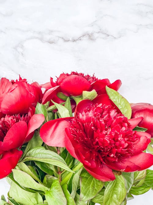 Close-up of Red Peonies on Marble Surface