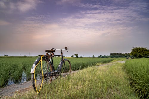 Free A Bicycle Parked Near the Green Grass Stock Photo