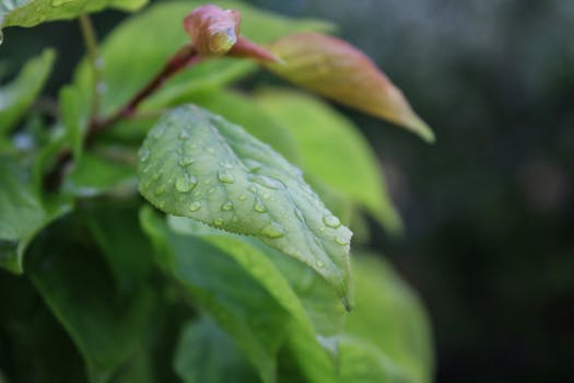 Macro shot of green leaves with dewdrops in a garden setting, showcasing freshness.