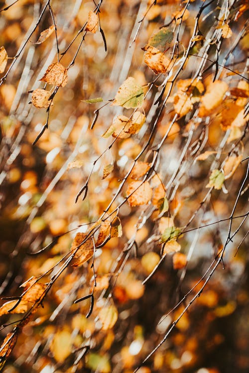 Bezpłatne Darmowe zdjęcie z galerii z drzewo, gałąź, jesień Zdjęcie z galerii