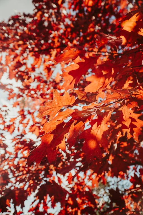 Fotos de stock gratuitas de al aire libre, hojas, hojas de otoño