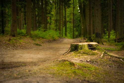 Imagine de stoc gratuită din arbori, buturugă, cale în pădure