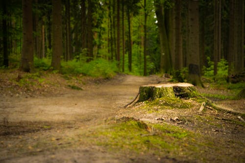 Pathway in Between Tall Trees