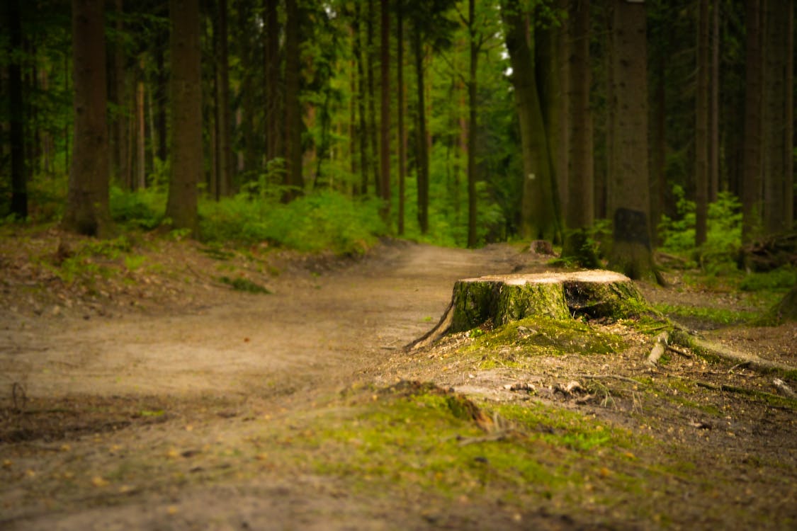 Free Pathway in Between Tall Trees Stock Photo