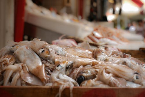 Close Up Shot of Squid in the Market