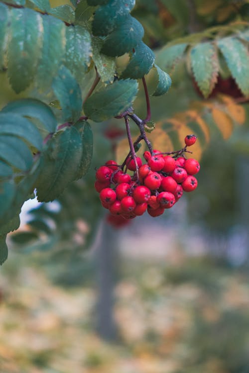 Free Red Berries with Green Leaves Stock Photo