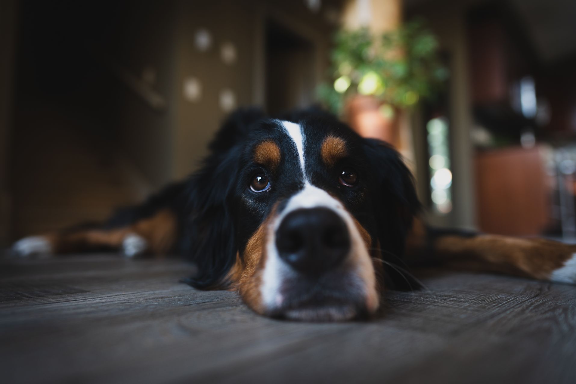 Bernese Mountain Dog Feeding Chart & Nutrition Plan Guide