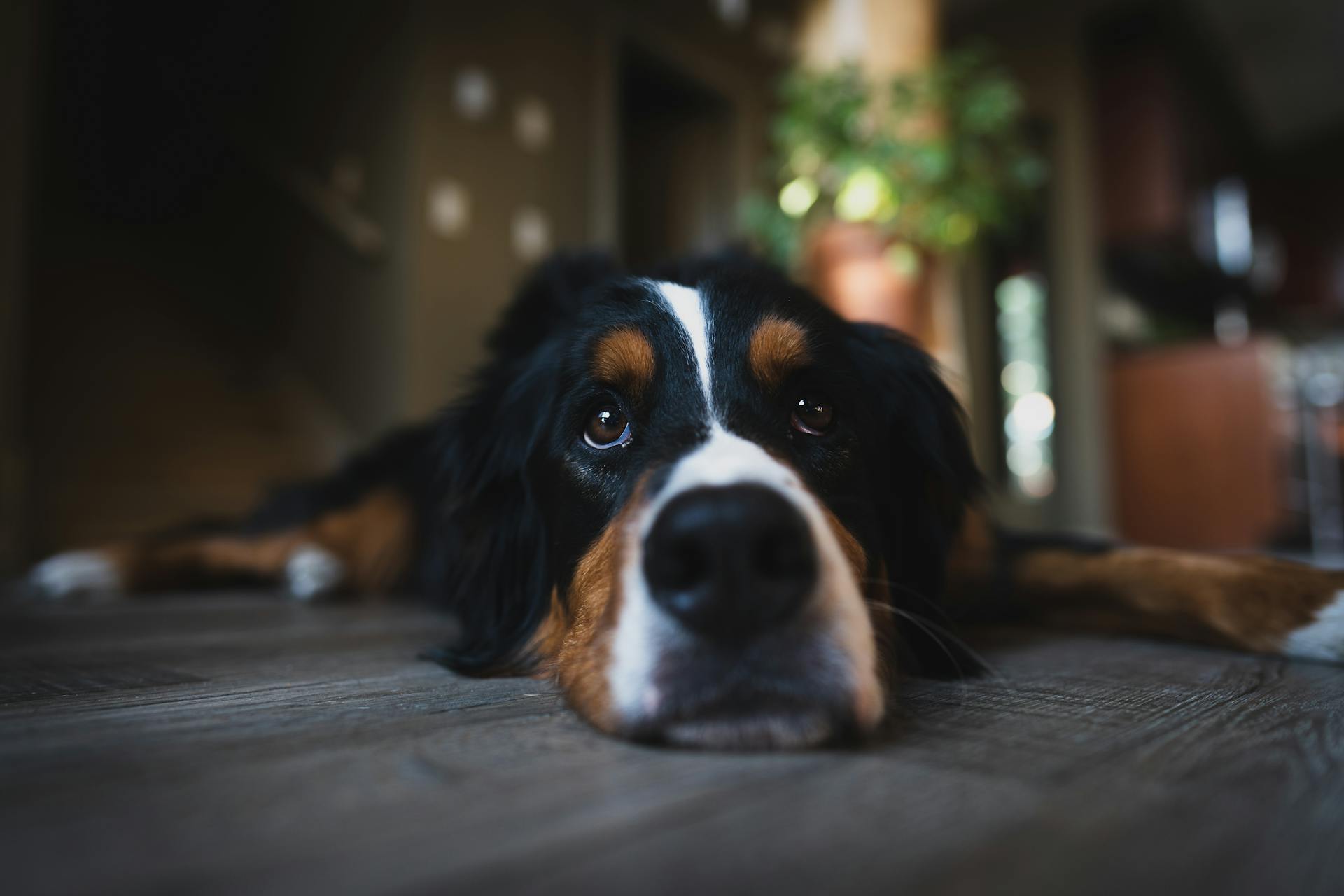 Selektiv fokusbild av en bernhund