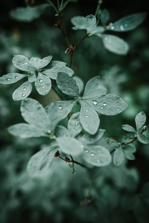 Water Drops on Leaves 