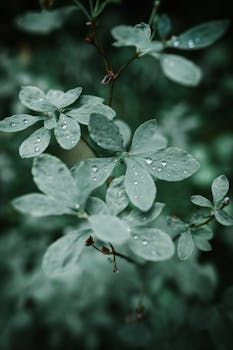 Close-up of dew on green leaves in Banff, capturing nature's simplicity and tranquility.