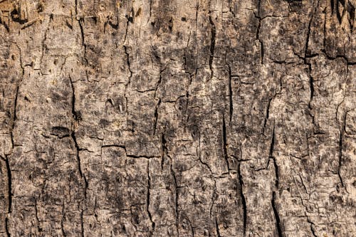 Close-Up Shot of a Tree Trunk