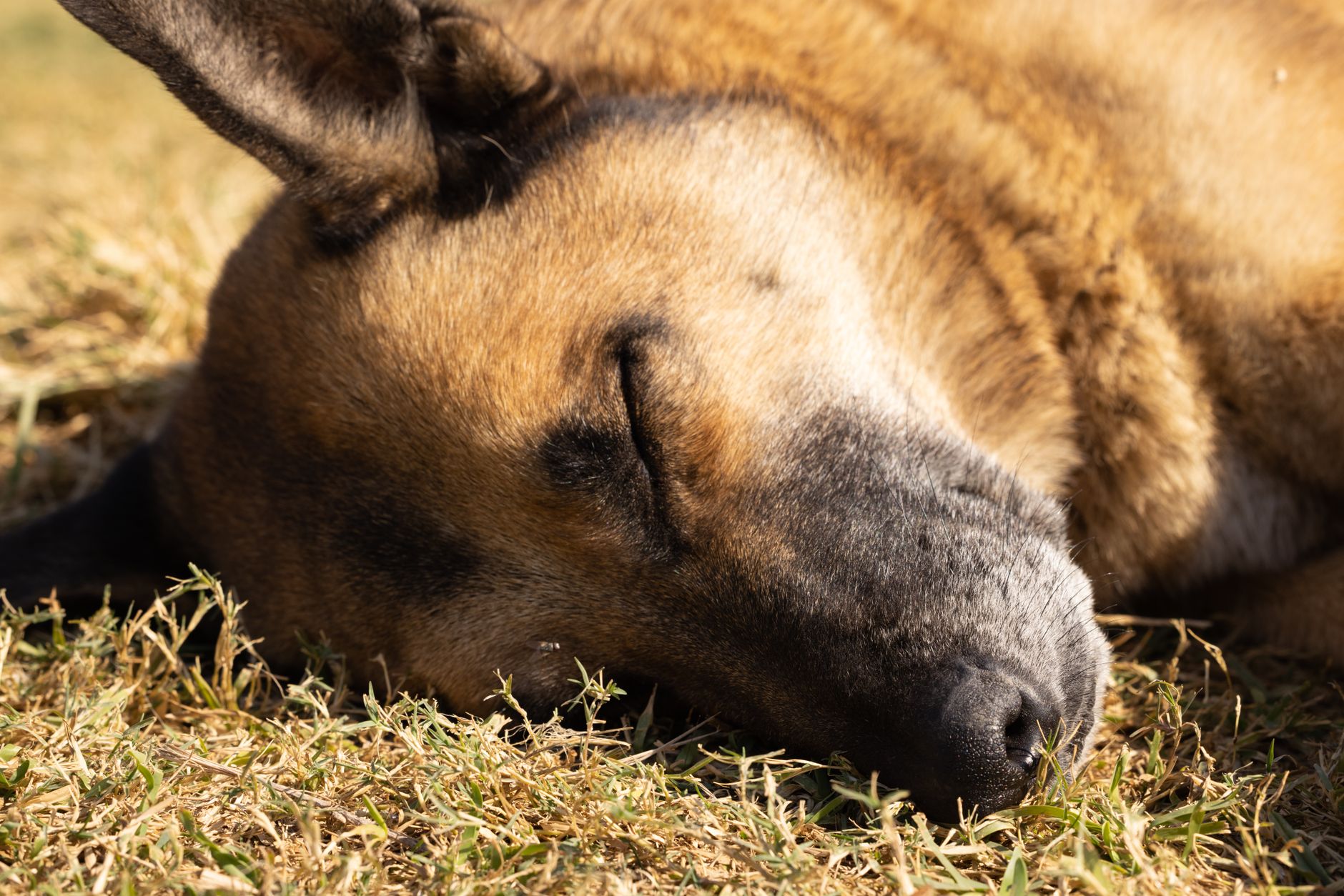 Os animais que dormem de maneiras impossíveis de imaginar — Curiosidades