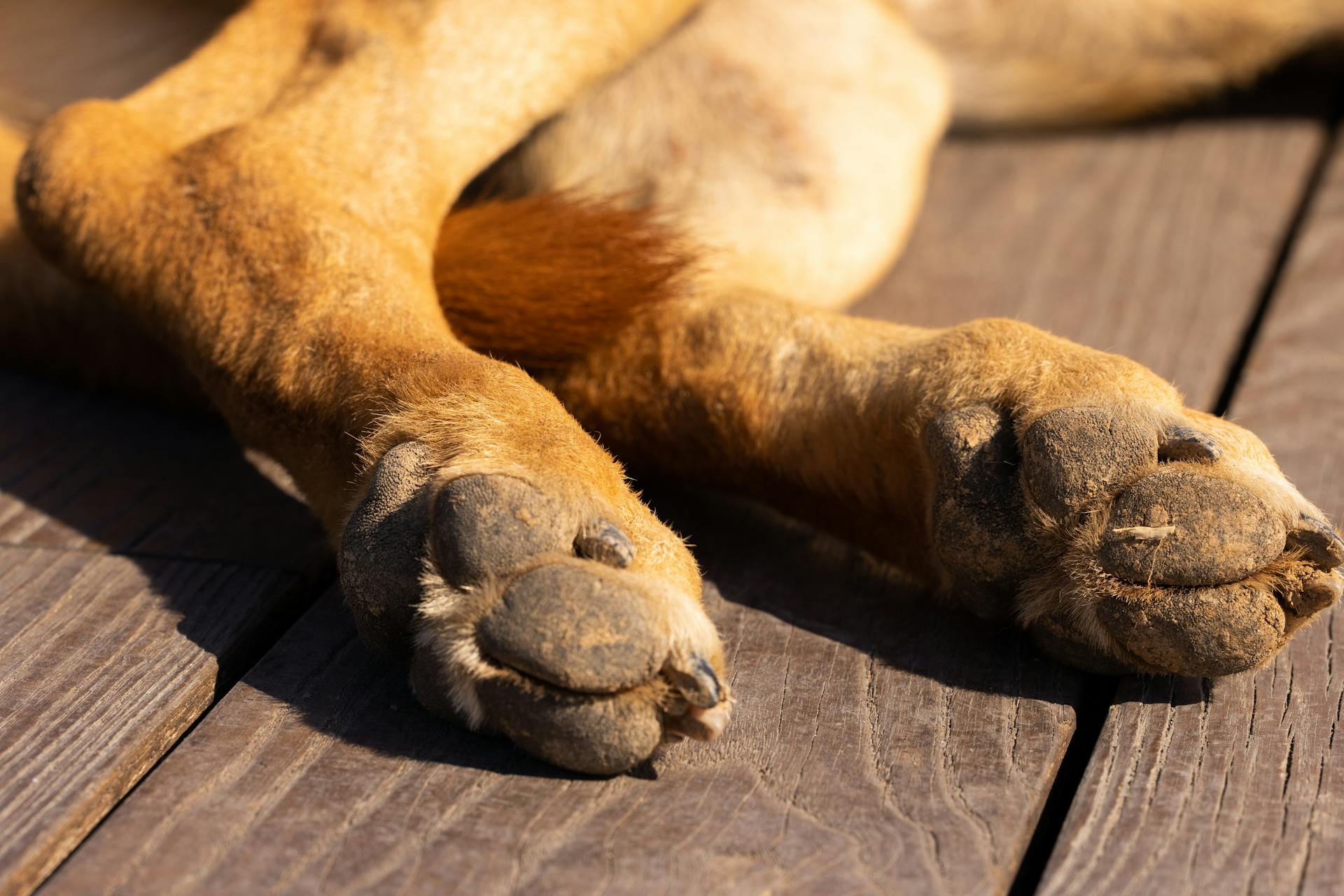 Dog Feet in Close Up Photography