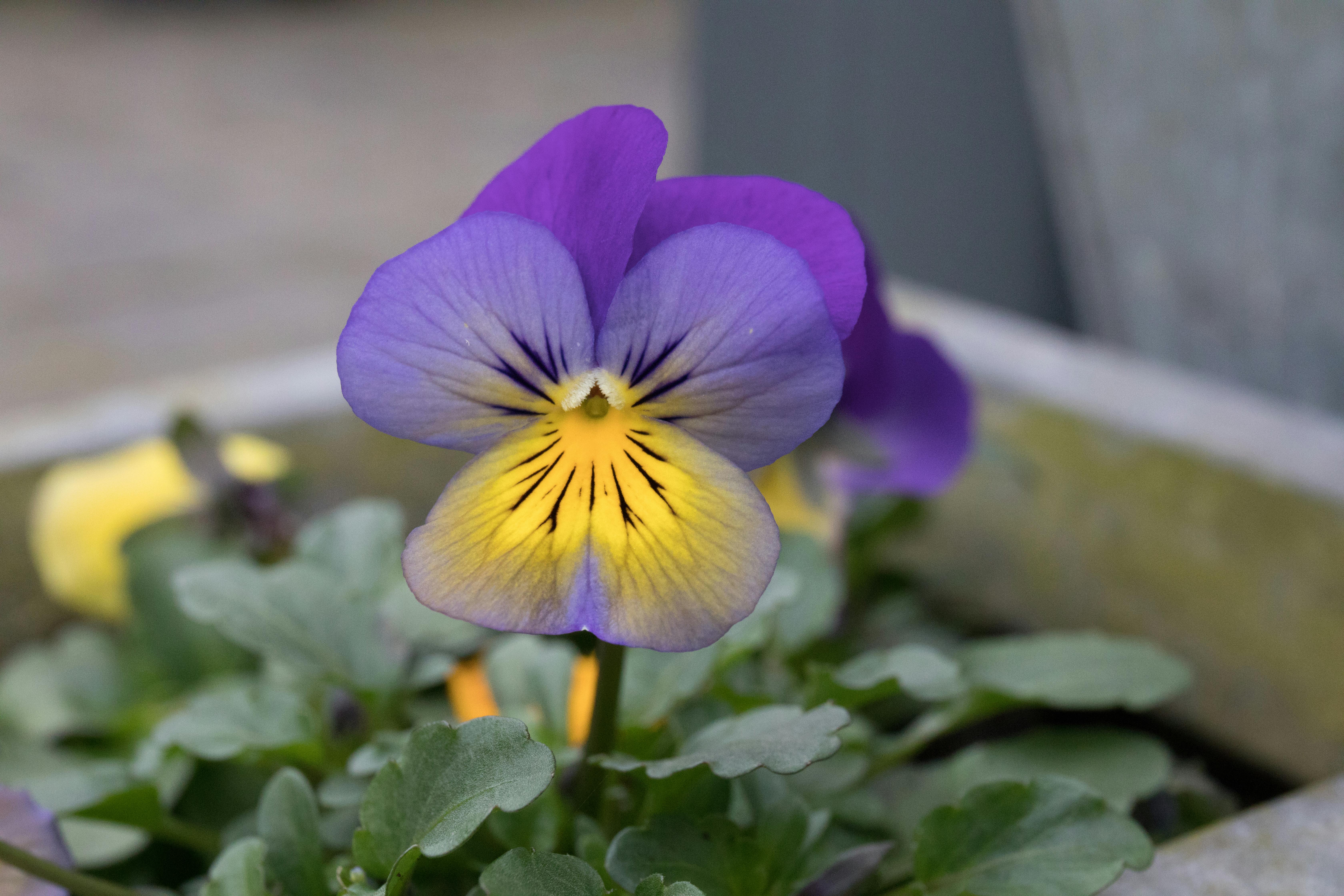 Photo Gratuite De Fleur De Printemps Pensee