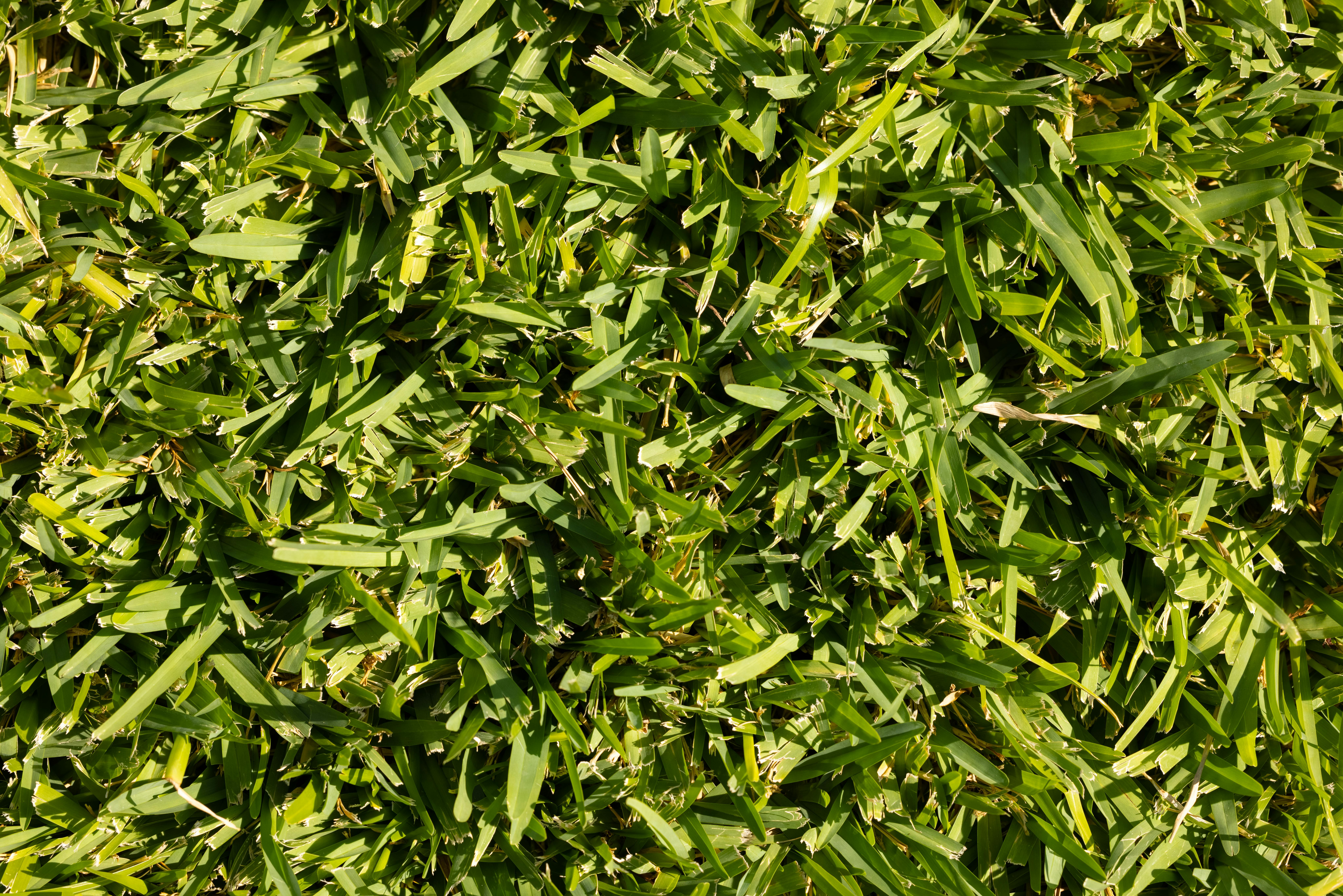 Understanding Bermuda Grass Growth Cycles - seasonal care lawn care