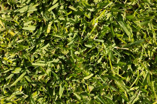 Free Detailed view of vibrant green grass, perfect for nature backgrounds. Stock Photo