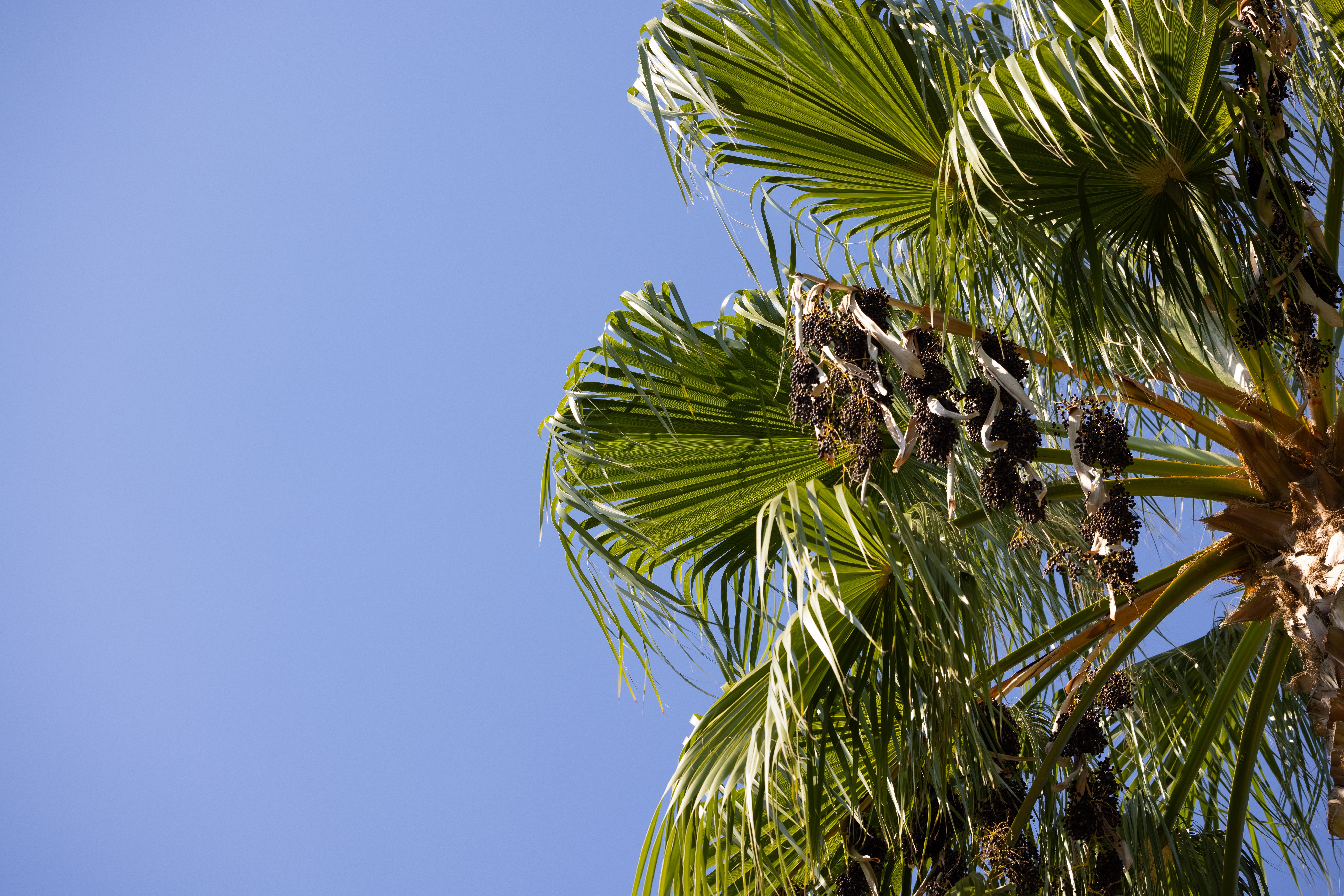 Low Angle Shot of Green Palm Tree Under Blue Sky · Free Stock Photo