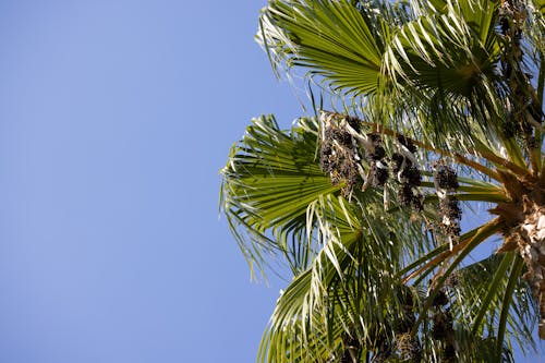 免費 低角度拍攝, 棕櫚樹葉, 樹葉 的 免費圖庫相片 圖庫相片