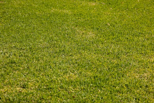 Free Photograph of a Green Grass Field Stock Photo