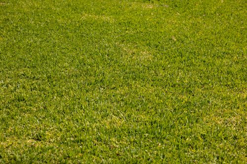 Free Close-up of a well-maintained green lawn depicting lush grass texture ideal for backgrounds. Stock Photo