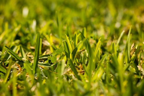 Free Detailed macro shot of vibrant green grass, perfect for nature backgrounds. Stock Photo