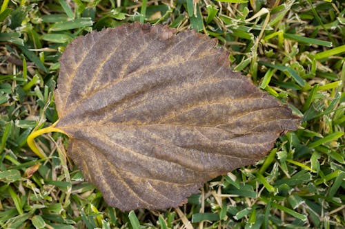 Dried Leaf on Green Grasses