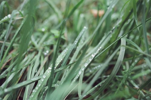 Free Detailed view of morning dew droplets on vibrant green grass, conveying freshness. Stock Photo