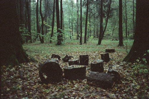 Cut Trees on a Forest