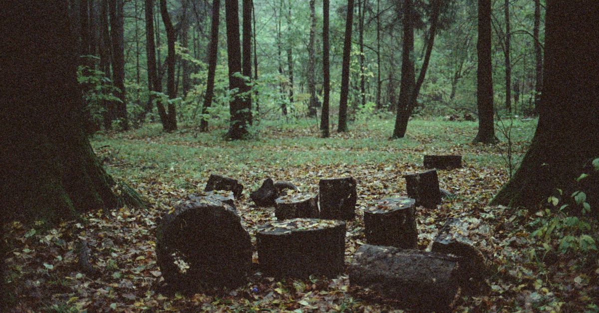 Rüyada Kesilmiş Kuru Dallar Görmek - Rüya Tabiri ve Anlamı - açık hava, ağaç altındaki çalılık, ağaç kabuğu içeren Ücretsiz stok fotoğraf