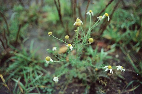 
A Close-Up Shot of Wilting Flowers