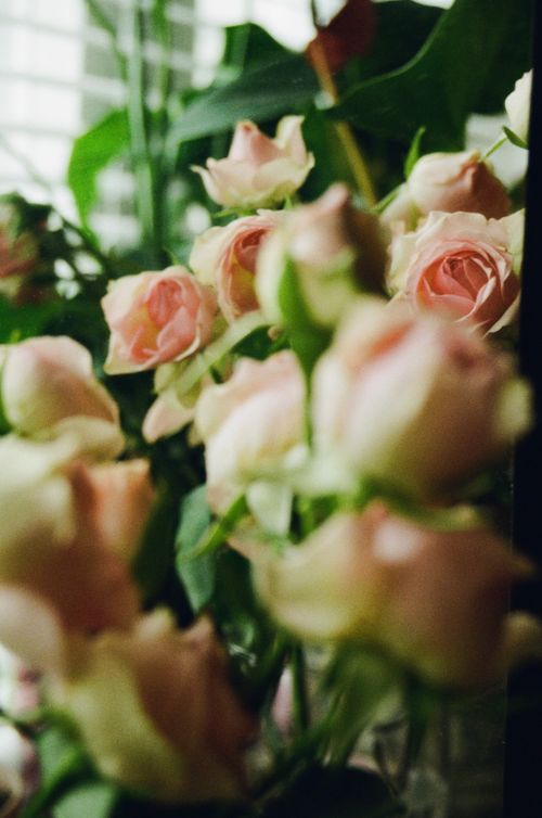 Free Close-up of blooming pink roses with lush greenery in a garden setting. Stock Photo