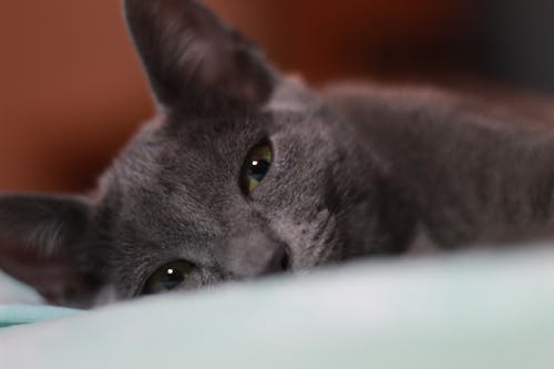 Free stock photo of animal photography, cat, cat eye Stock Photo