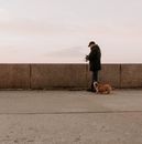 Free stock photo of animal, baby, beach