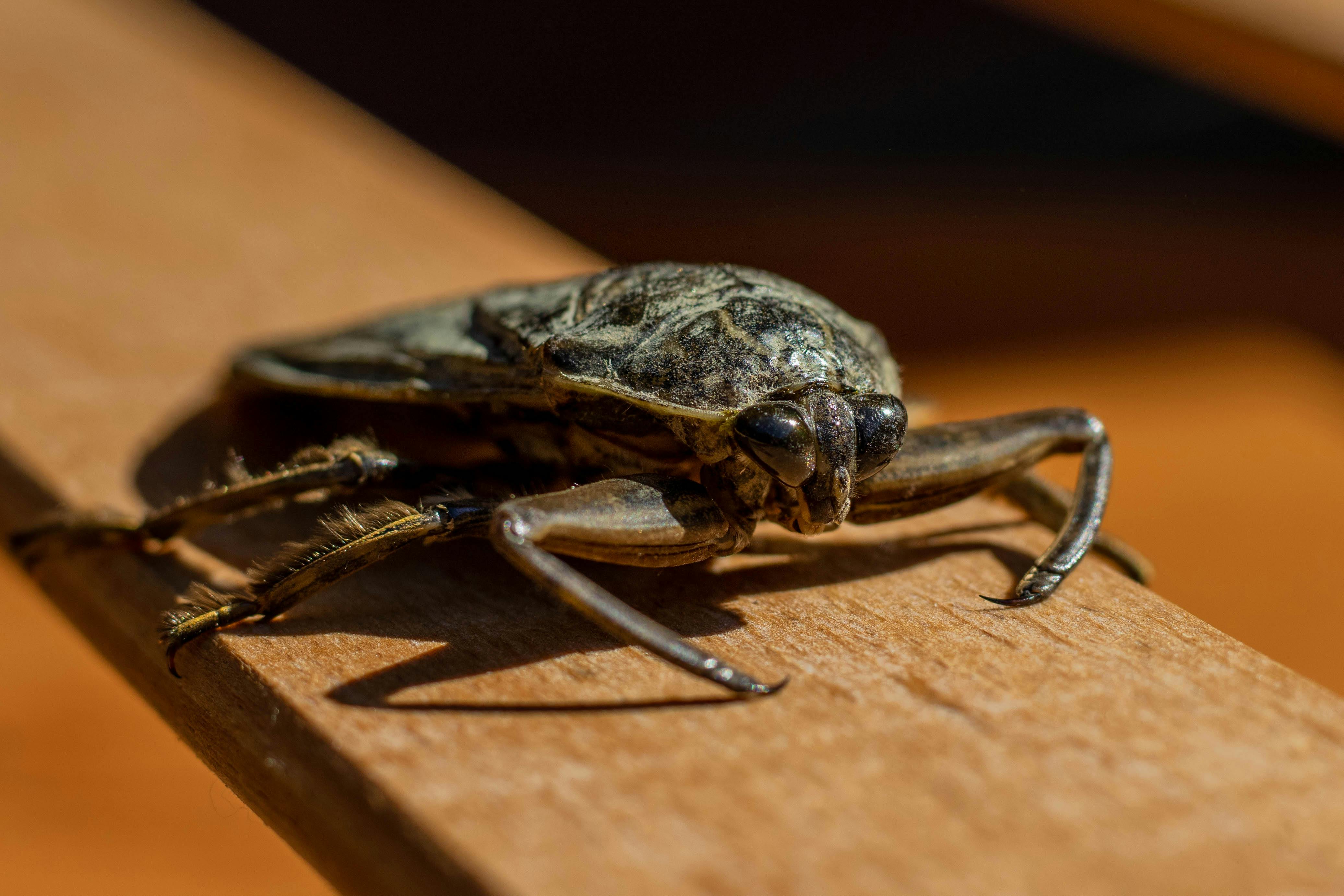 Detailed close-up of a giant water bug on wood surface, showcasing its anatomy and texture.